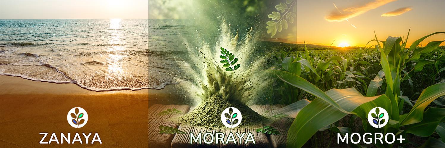 Brand links: Zanaya on left, Moraya in middle, MoGro+ on right